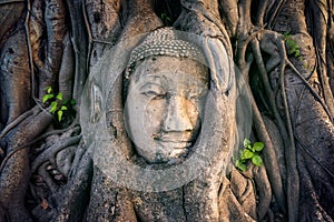 Buddha head in fig tree at Wat Mahathat, Ayutthaya historical park, Thailand.