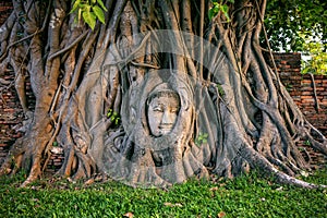 Buddha head in fig tree at Wat Mahathat, Ayutthaya historical park, Thailand.