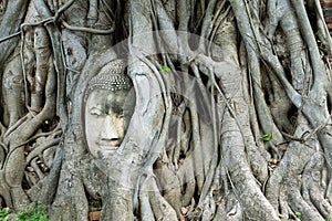 A buddha head is holding on the tree roots