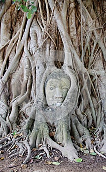 Buddha head with huge tree in Ayuthaya, Thailand