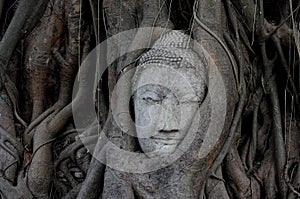 Buddha head overgrown by fig tree in Wat Mahathat Ayutthaya historical park