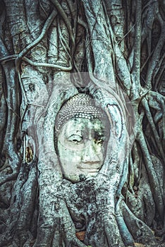 Buddha head overgrown by fig tree in Wat Mahathat. Ayutthaya historical park, vintage effect photo