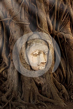 Buddha head overgrown by the roots of Bodhi tree
