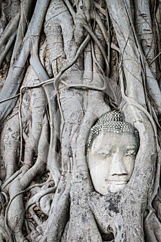 Buddha head overgrown with tree roots in Ayutthaya, Thailand , W