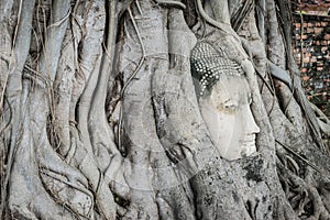 Buddha head overgrown with tree roots in Ayutthaya, Thailand , W