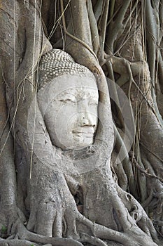 Buddha head in the roots
