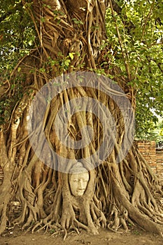 Buddha head in the roots of an overgrown