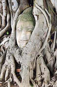 Buddha head sand stone in tree roots (Ayuthya, Thailand)