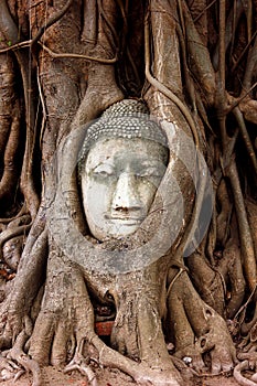 Buddha head sculpture trapped in the roots of a large tree at Wat Mahathat. Ayutthaya historical park Thailand.