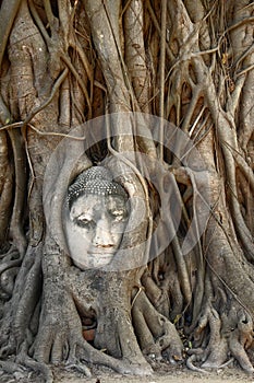 Buddha Head Statue in Banyan Tree