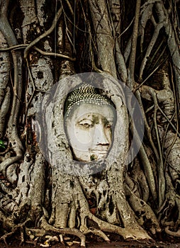 Buddha Head statue embed in tree roots