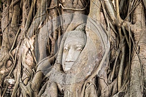 Buddha head statue inside bodhi tree