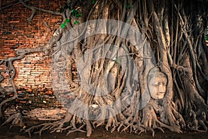 Buddha Head statue trapped in Bodhi Tree roots.