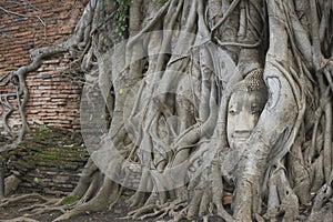 Buddha Head statue trapped in roots of Bodhi Tree at Wat Mahathat. Ayutthaya historical park in Thailand.