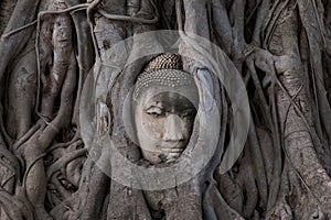 Buddha Head statue trapped in roots of Bodhi Tree at Wat Mahathat, Ayutthaya historical park, Thailand.