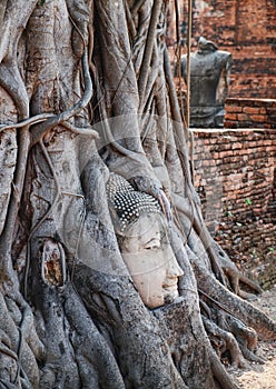 Buddha Head statue in Tree roots in Ayutthaya