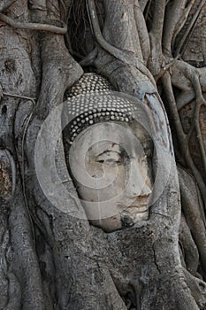 Buddha head stuck in a tree at the Thai city of Ayutthaya