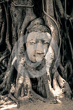Buddha Head Surrounded by Roots