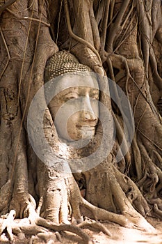 Buddha head surrounded by tree roots in Thailand