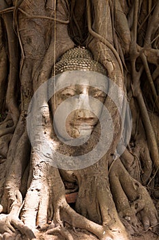 Buddha head surrounded by tree roots in Thailand