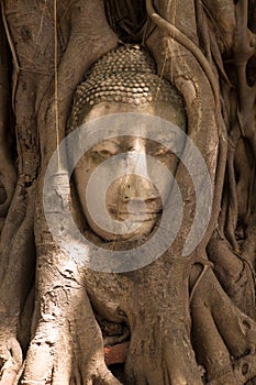 Buddha head surrounded by tree roots in Thailand