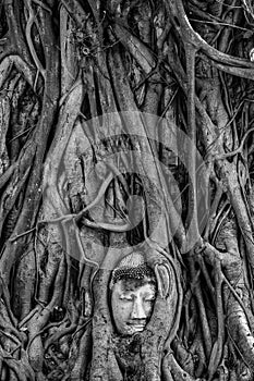 Buddha head tangled in roots