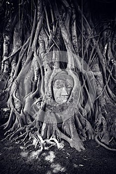 Buddha head in a tree
