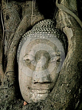 Buddha head in tree