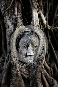 â€œBuddha head & Tree of buddhaâ€