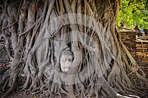 Buddha Head in the tree photo
