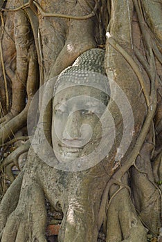 Buddha head in tree root in Ayutthaya, Thailand.