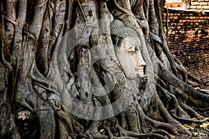 Buddha head in tree root in Mahathat temple, Ayutthaya Historical