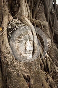 Buddha Head in Tree Roots