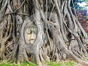 Buddha head in tree roots