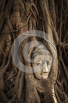 Buddha Head in Tree Roots