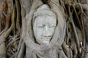 Buddha head in tree roots