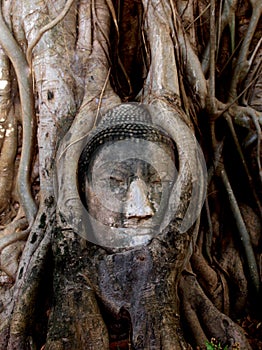 Buddha Head in Tree Roots