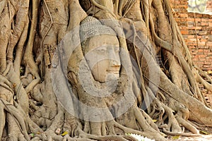 Buddha head in tree roots at ayutthaya