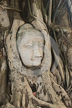 Buddha head in tree roots in Ayutthaya historical park. Thailand