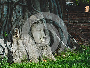 Buddha head in tree roots. Location at Wat Mahathat, Ayuthaya Historical park, Thailand.