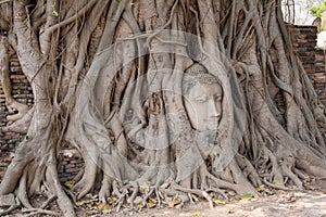 Buddha head in tree roots in Temple