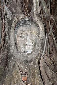 Buddha Head in Tree Roots at Wat Mahathat, Ayutthaya