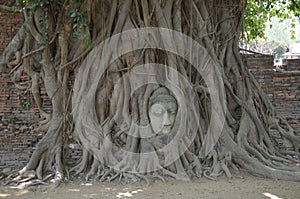 Buddha Head in Tree Roots, Wat Mahathat, Ayutthaya