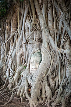 Buddha Head in Tree Roots, Wat Mahathat, Ayutthaya, Thailand