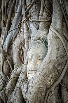 Buddha Head in Tree Roots, Wat Mahathat, Ayutthaya, Thailand