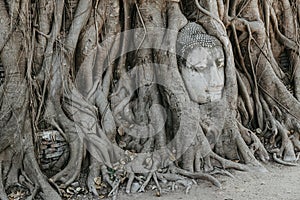 Buddha head in tree roots. Wat Mahathat Ayutthaya. Thailand