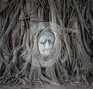 Buddha head in tree roots at Wat Mahathat, Ayutthaya, Thailand.