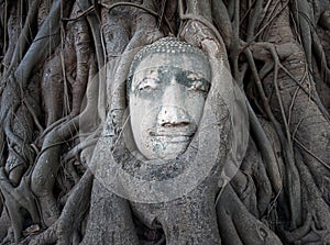 Buddha head in tree roots at Wat Mahathat, Ayutthaya, Thailand.