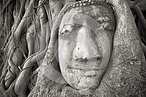 Buddha head in tree roots at Wat Mahathat, Ayutthaya, Thailand.