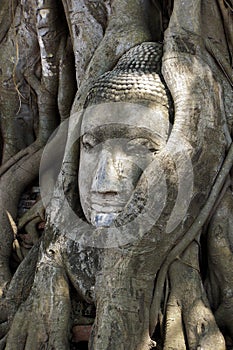 Buddha Head in Tree Roots, Wat Mahathat, Ayutthaya, Thailand.